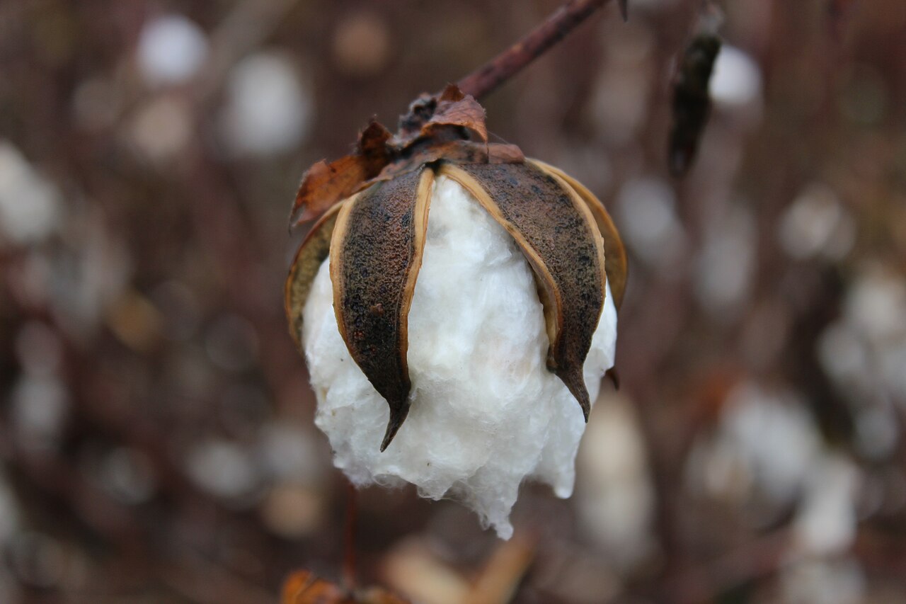 Cotton boll