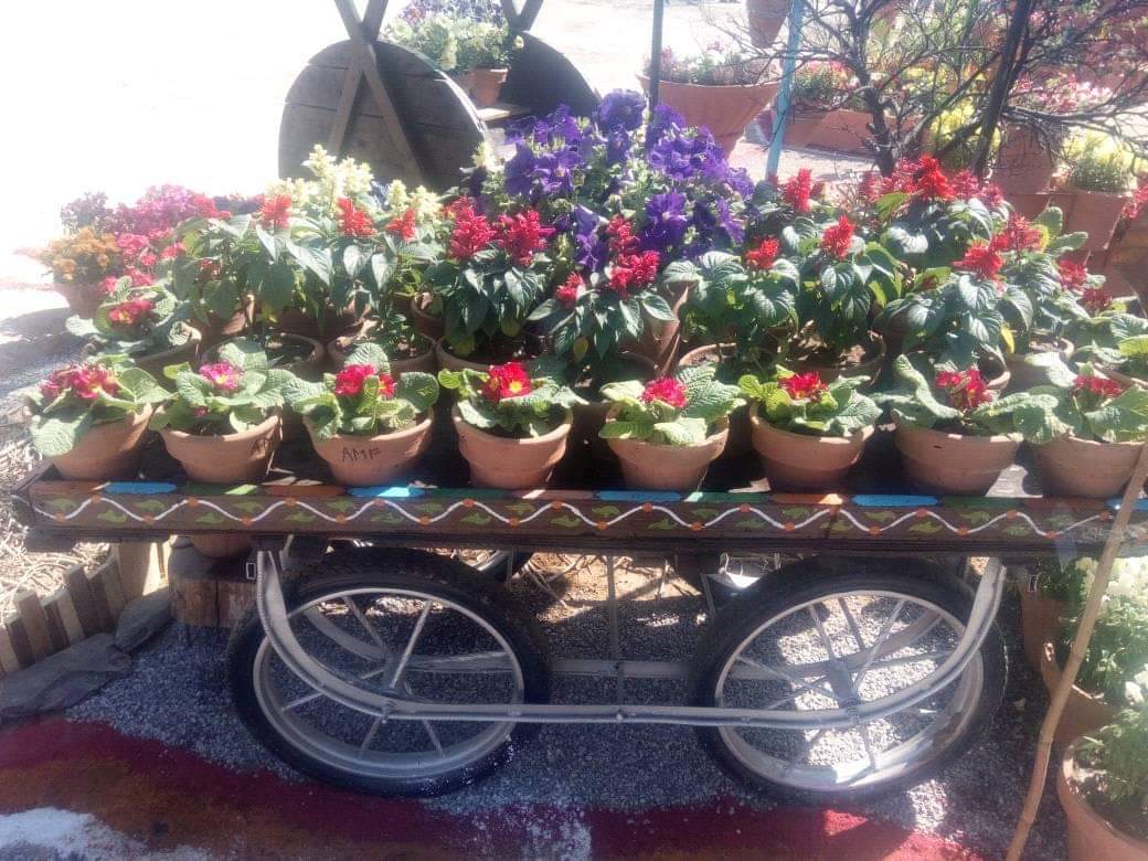 Spring festival flowers