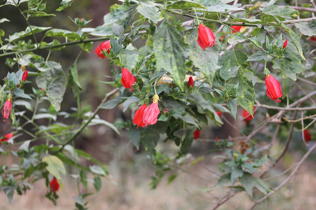 Spring blooms in Islamabad